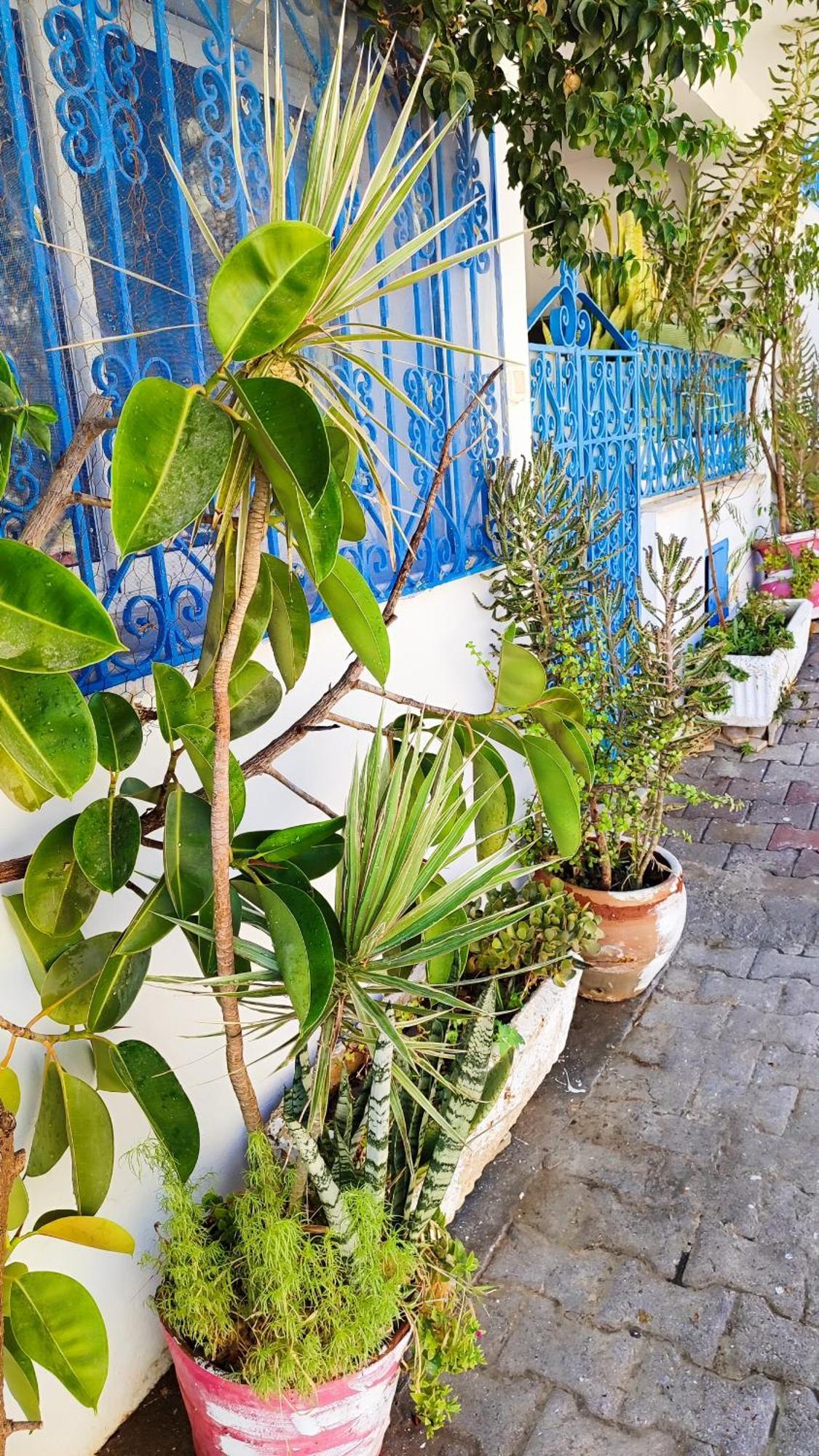 Cosy Appartement In "Sidi Bou Said" 外观 照片